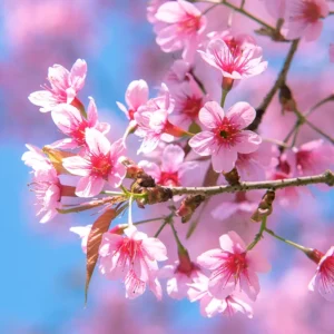 Cherry Blossom Reed Diffuser