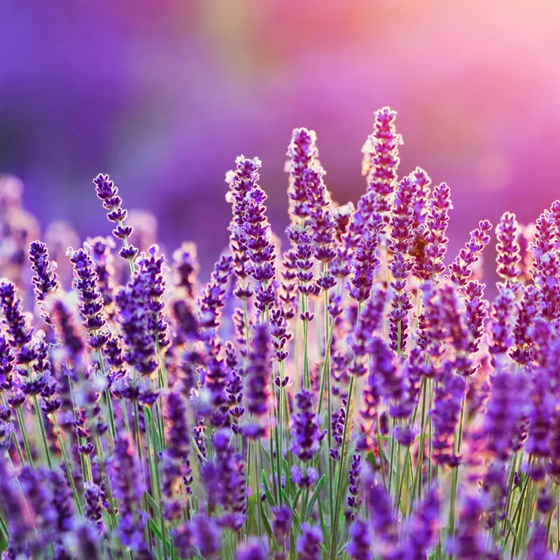 Lavender Vanilla Reed Diffuser