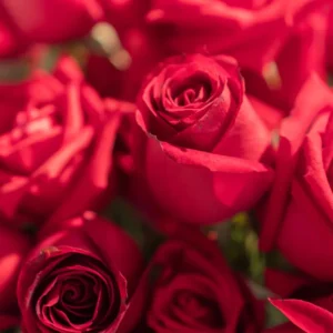 Rose Petals Reed Diffuser
