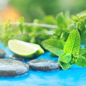 Bamboo And Watermint Reed Diffuser Refill