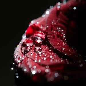 Dark Passion Reed Diffuser Refill