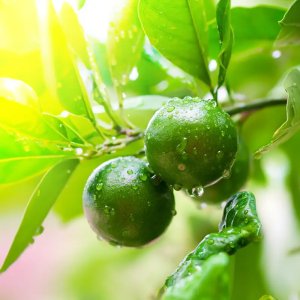 Lemongrass Lime Reed Diffuser Refill