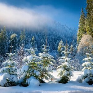 Evergreen Forest Reed Diffuser Refill