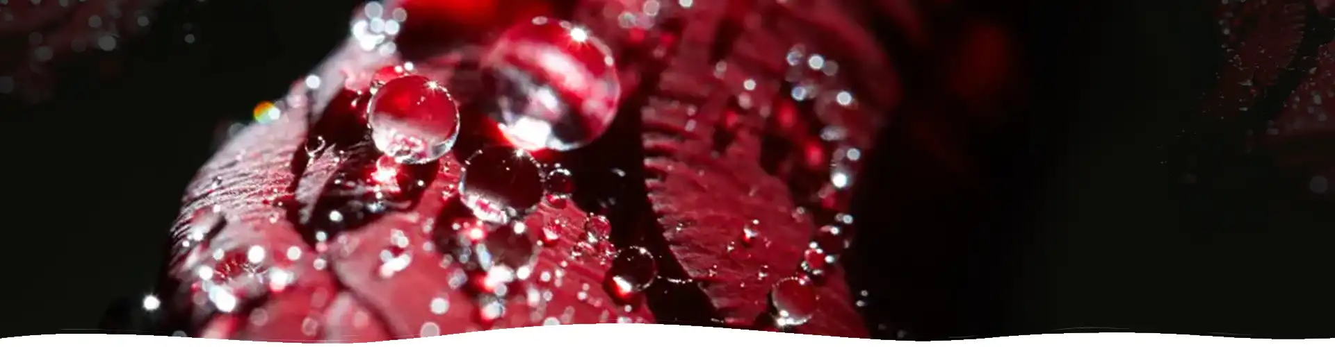 Dark Passion Fragrance Classic Candle